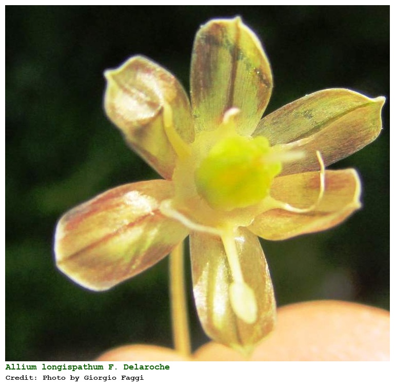 Allium longispathum F. Delaroche